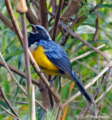 Buff-breasted Mountain Tanager