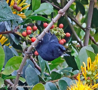 Glossy Flowerpiercer