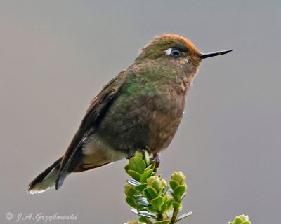 Rainbow-bearded Thornbill