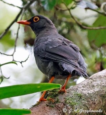 Great Thrush (darker subspecies)