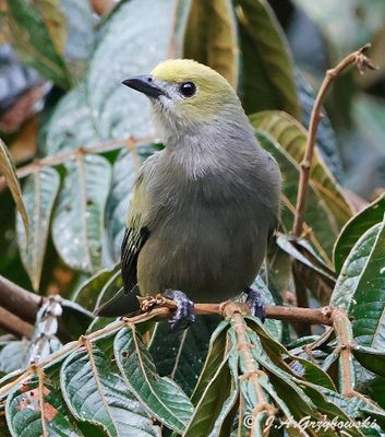 Palm Tanager