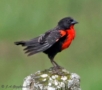 Red-breasted Meadowlark