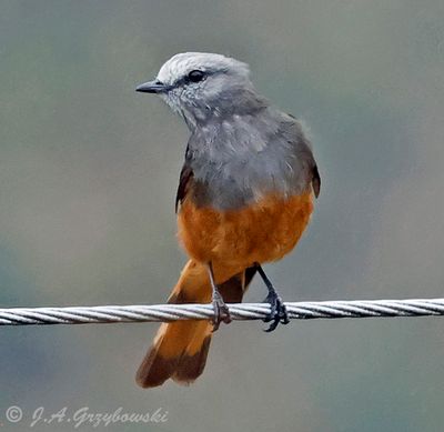 Red-rumped Bush Tyrant