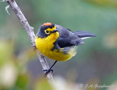 Spectacled Whitestart