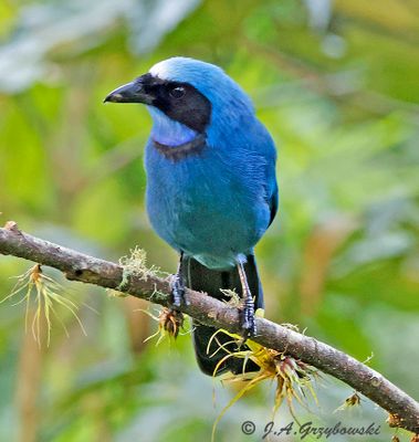 Turquoise Jay
