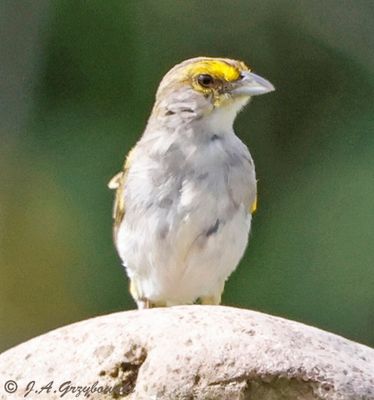 Yellow-browed Sparrow