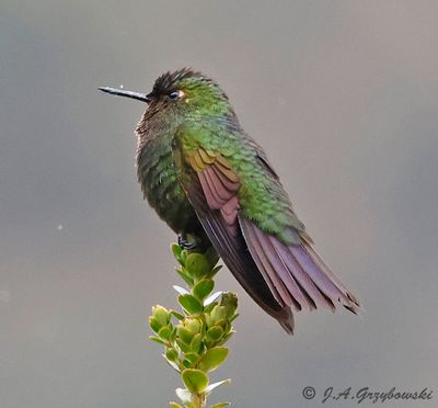 Viridian Metaltail