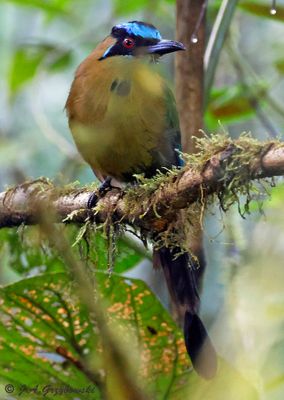 Andean Motmot
