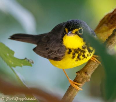Canada Warbler