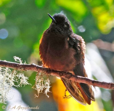 Chestnut-breasted Coronet