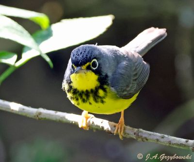 Canada Warbler