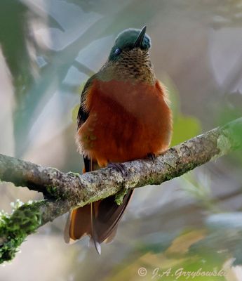 Chestnut-breasted Coronet