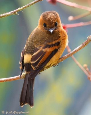 Cinnamon Flycatcher