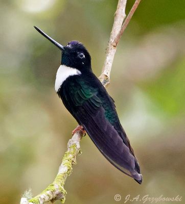 Collared Inca