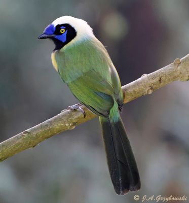 Green (Inca) Jay