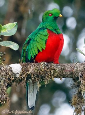 Crested Quetzal