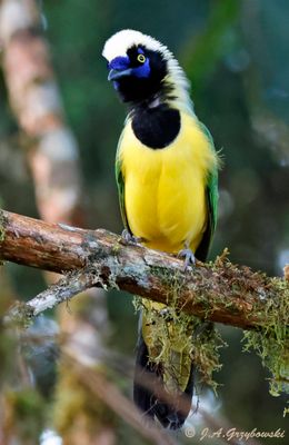 Green (Inca) Jay
