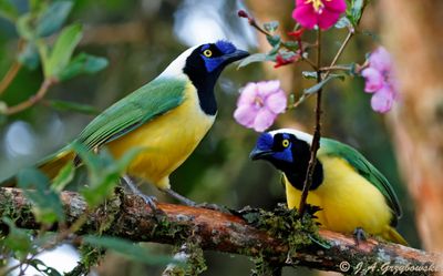Green (Inca) Jay
