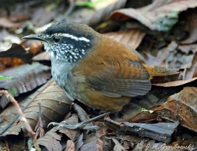 Grey-breasted Wood Wren