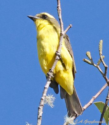 Lemon-browed Flycatcher