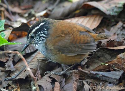 Grey-breasted Wood Wren