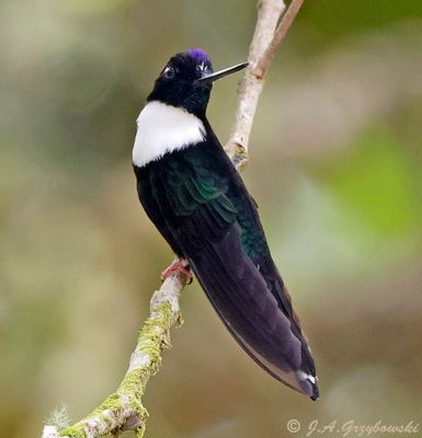 Collared Inca