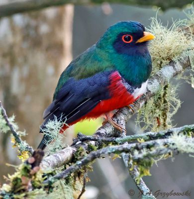 Masked Trogon