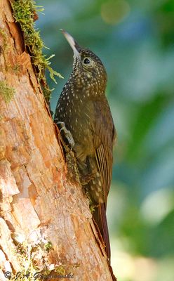 Olive-backed Woodcreeper