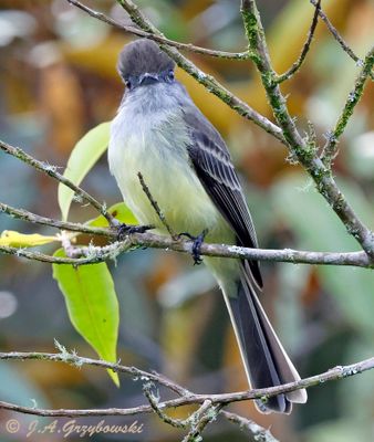 Pale-edged Flycatcher