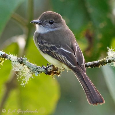 Pale-edged Flycatcher