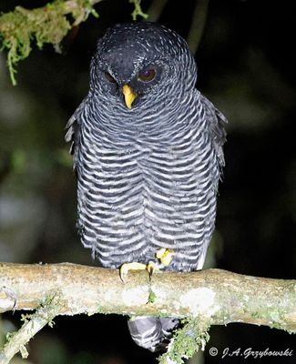 East slope of Andes, Ecuador