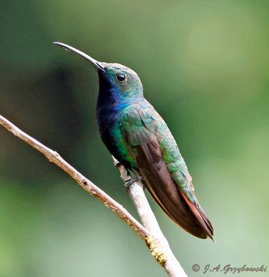 Black-throated Mango
