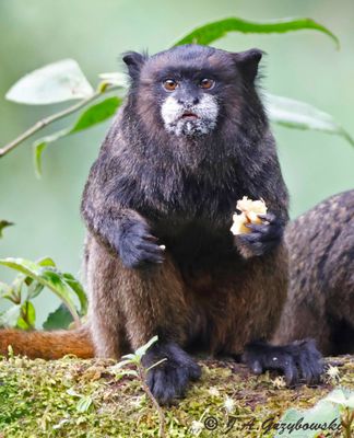 Black-mantled Tamarin