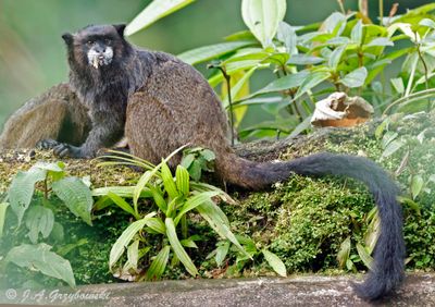 Black-mantled Tamarin