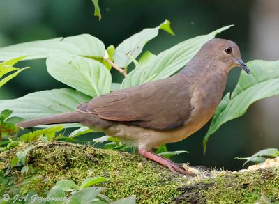 Gray-fronted Dove