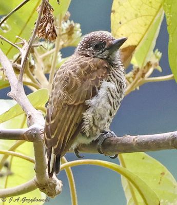 Lafresnaye's Piculet