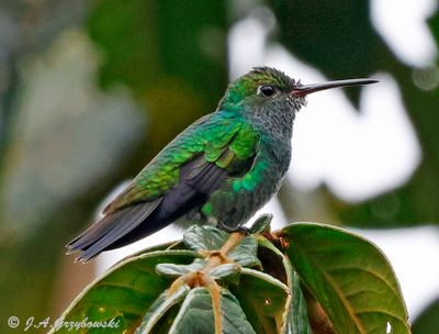 Glittering-throated Emerald