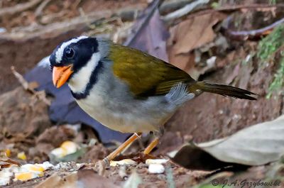 Orange-billed Sparrow