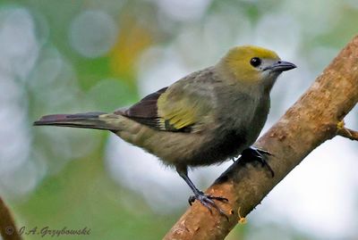 Palm Tanager