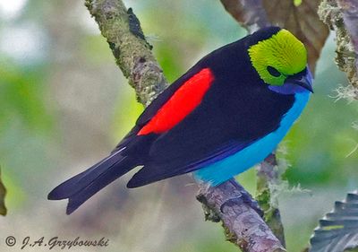 Paradise Tanager
