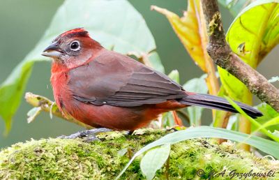 Red-crested Finch