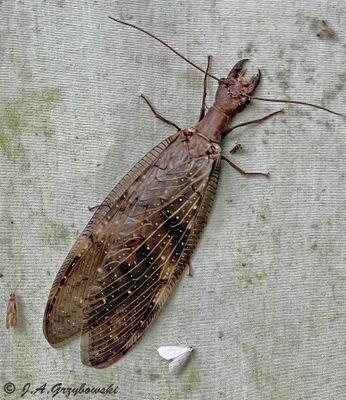 dobson fly