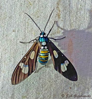 moth