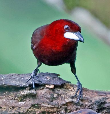 Silver-beaked Tanager