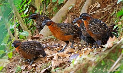 Rufous-breasted Wood Quail