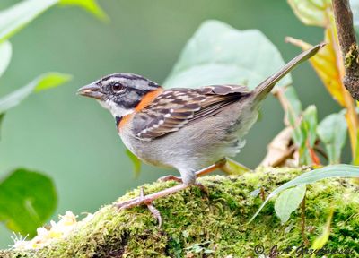 Rufous-collared Sparrow