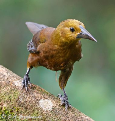 Russet-backed Oropendula female