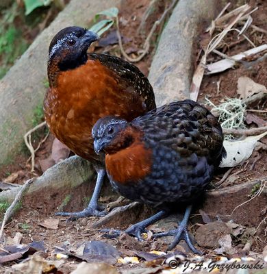 Rufous-breasted Wood Quail