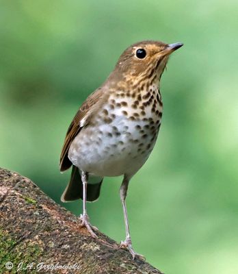 Swainson's Thrush