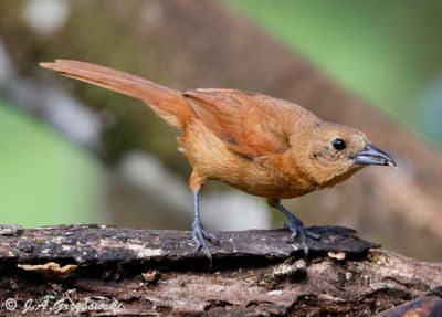 White-lined Tanager female
